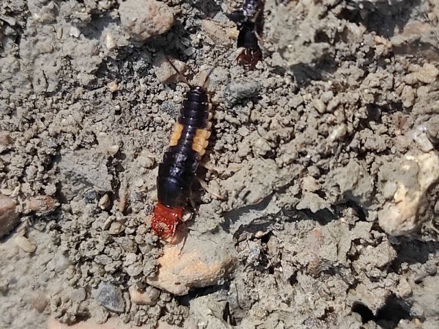 Larva di Carabidae: Chlaenius sp. da confermare